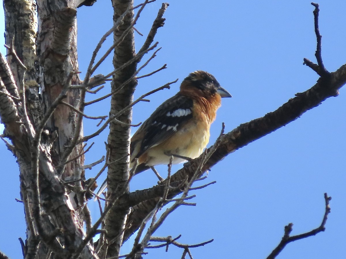 Black-headed Grosbeak - ML637647973
