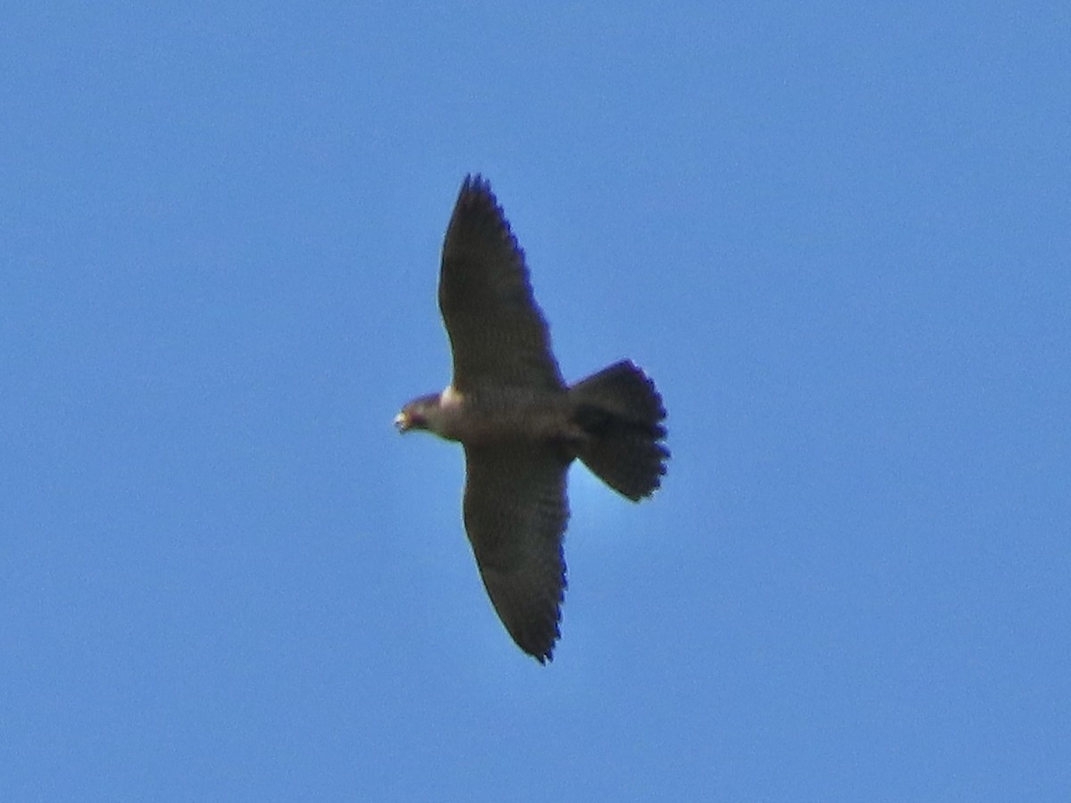 בז נודד - ML637647998