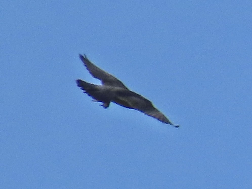 בז נודד - ML637648005