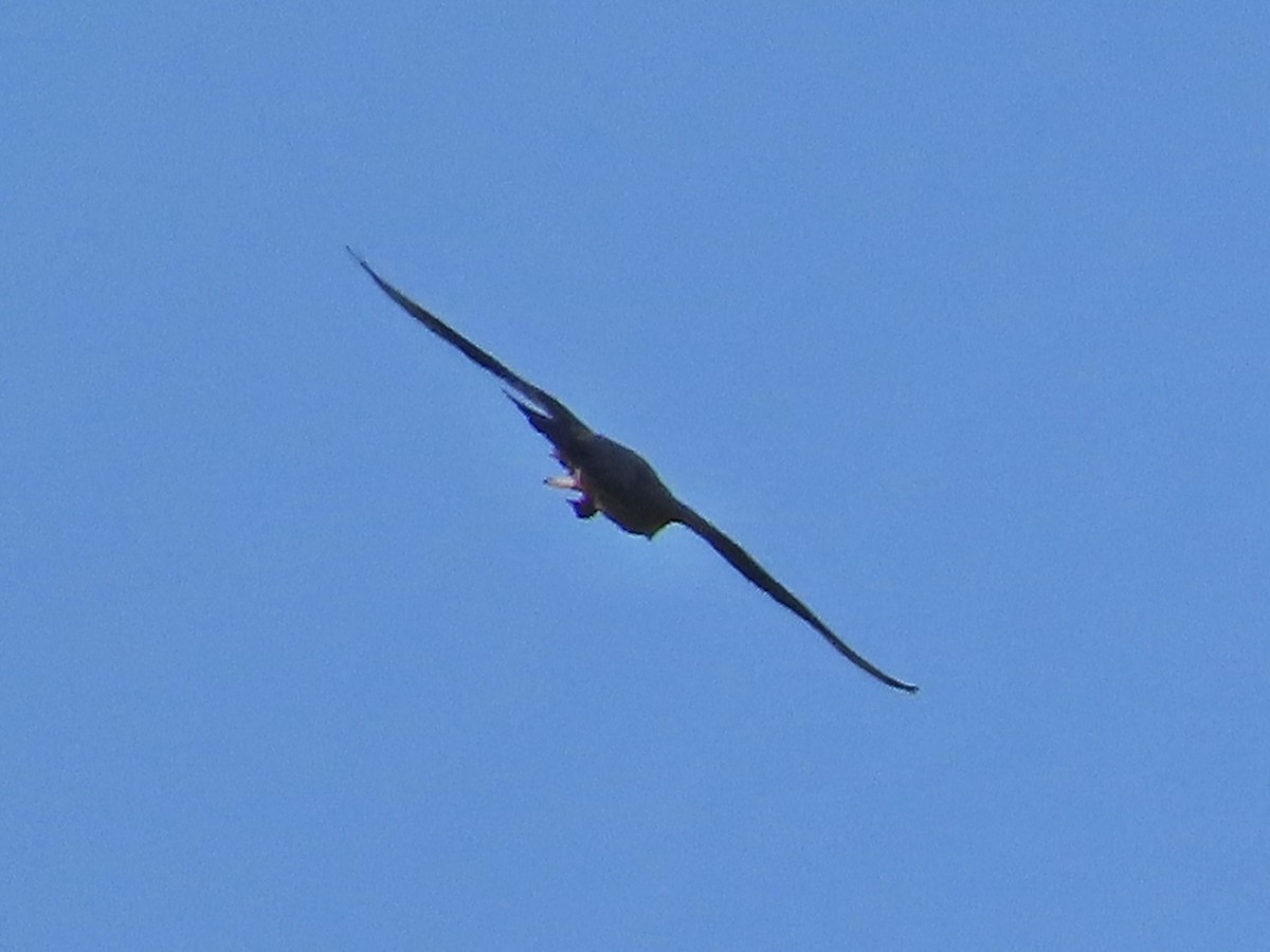 בז נודד - ML637648006