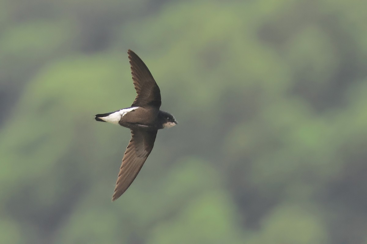 Silver-backed Needletail - ML637648009