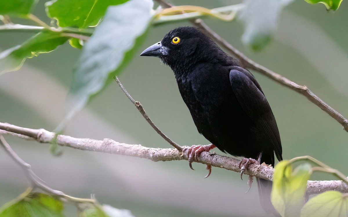 Vieillot's Black Weaver - ML637648072