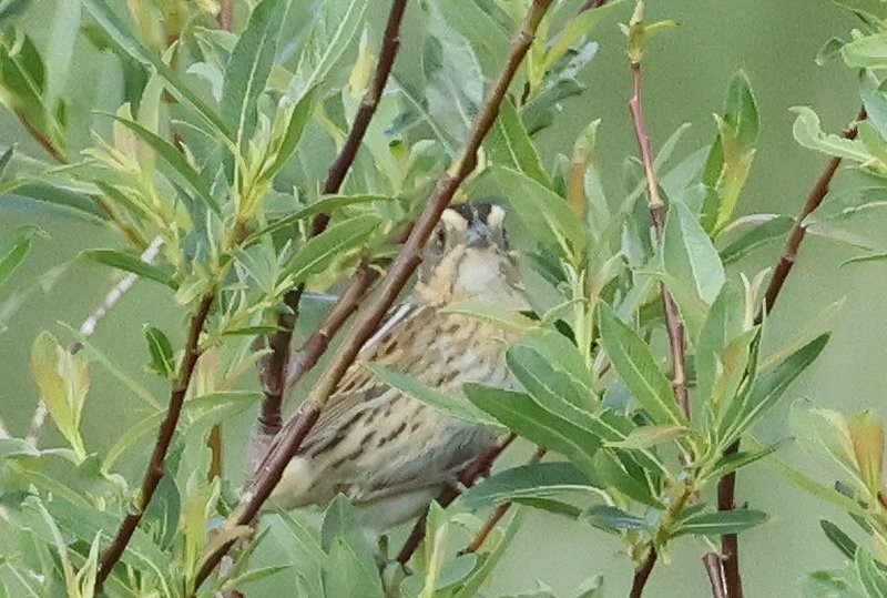 Nelson's Sparrow - ML637648125