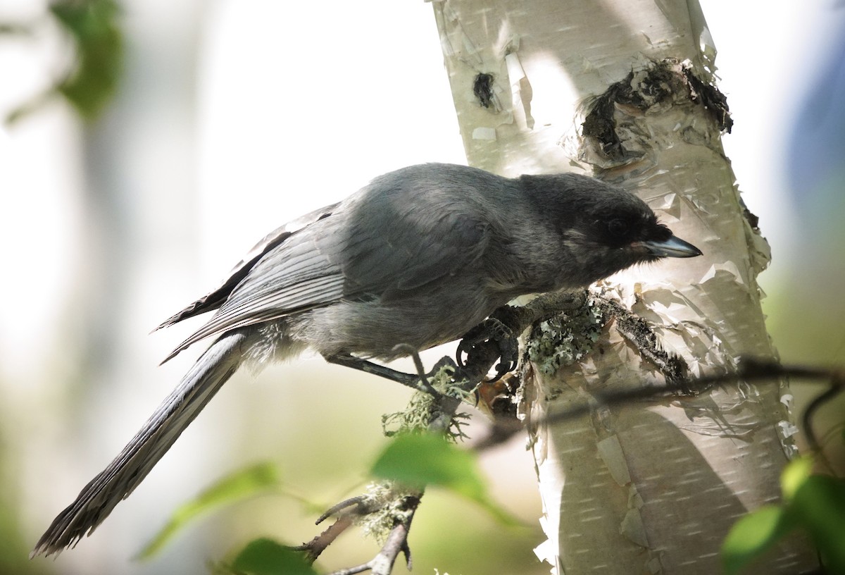 Canada Jay - ML637648168