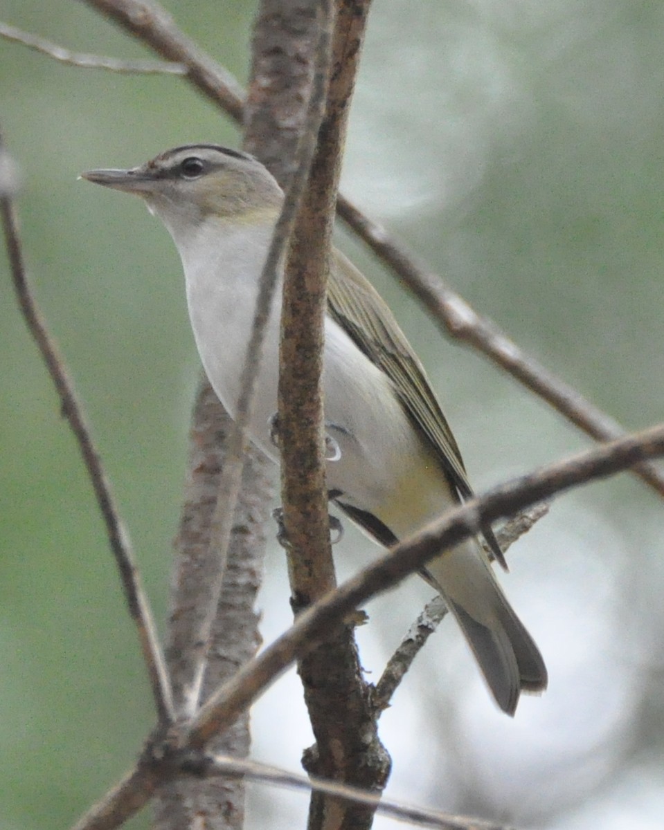 Red-eyed Vireo - ML637648182