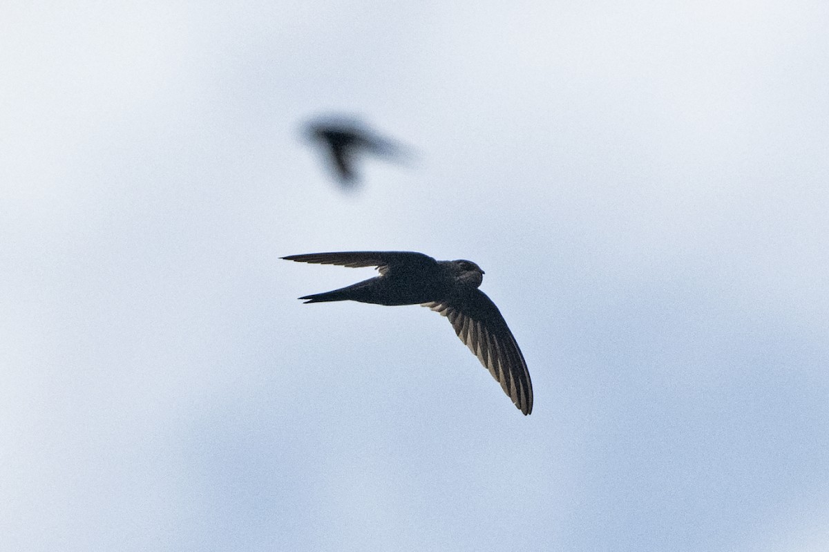 Cook's Swift - ML637648207