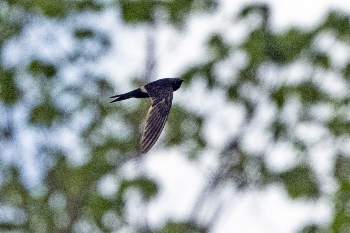 Cook's Swift - ML637648208
