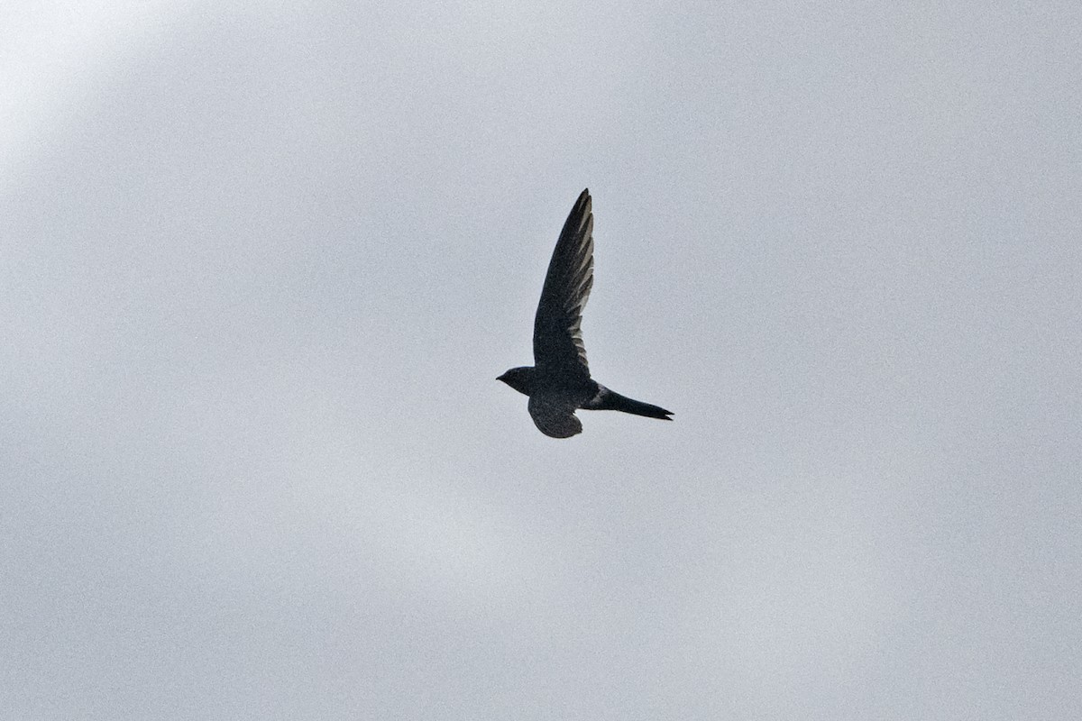 Cook's Swift - ML637648322