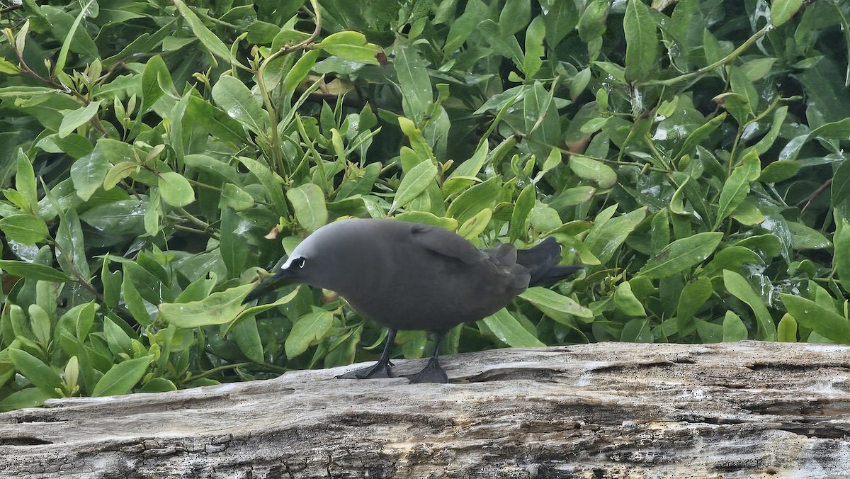 Brown Noddy - ML637648362