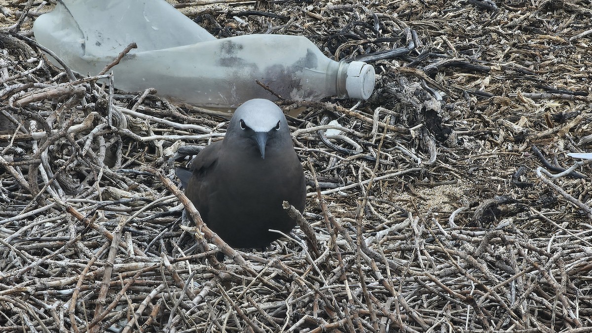 Brown Noddy - ML637648363