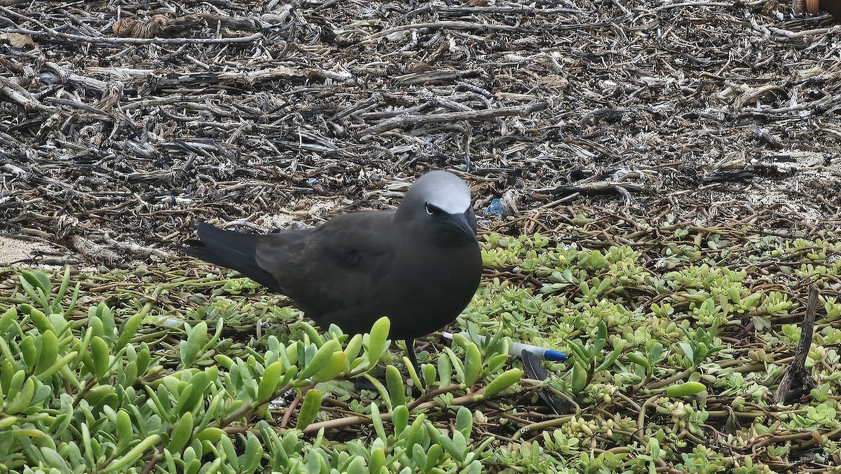 Brown Noddy - ML637648364