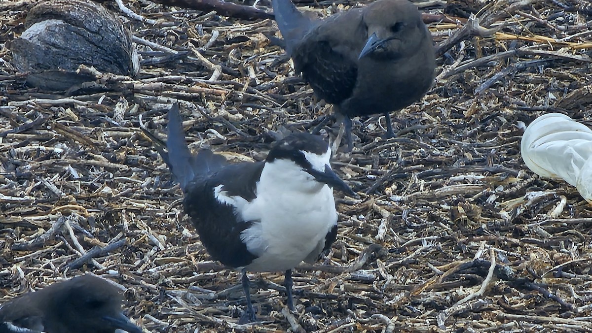 Sooty Tern - ML637648390