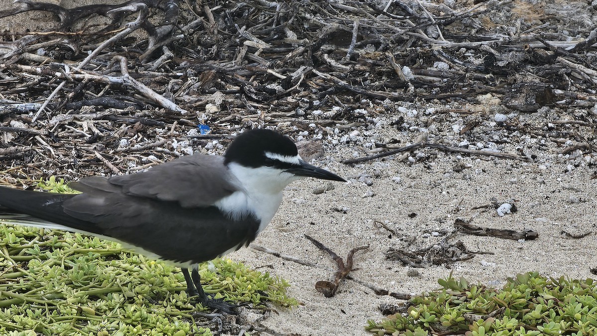 Bridled Tern - ML637648398