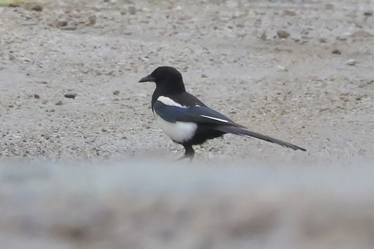 Black-rumped Magpie - ML637648411