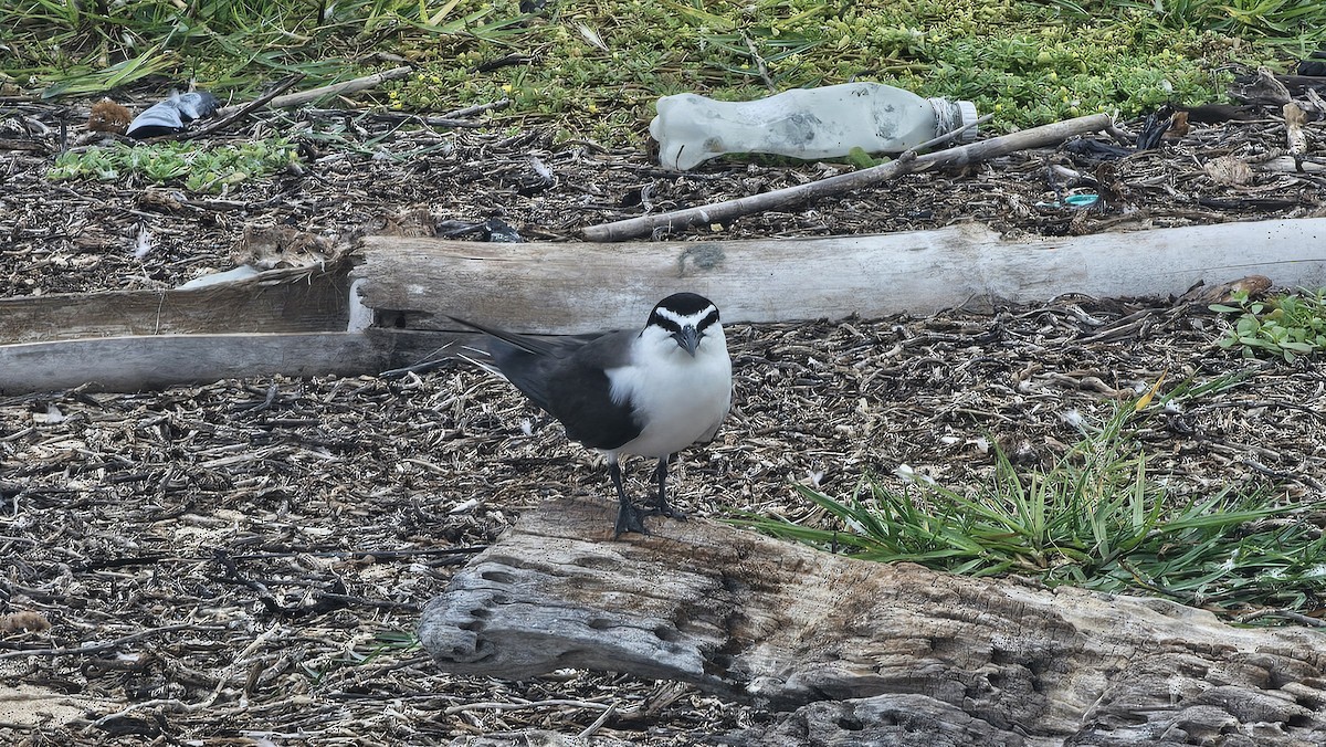 Bridled Tern - ML637648413