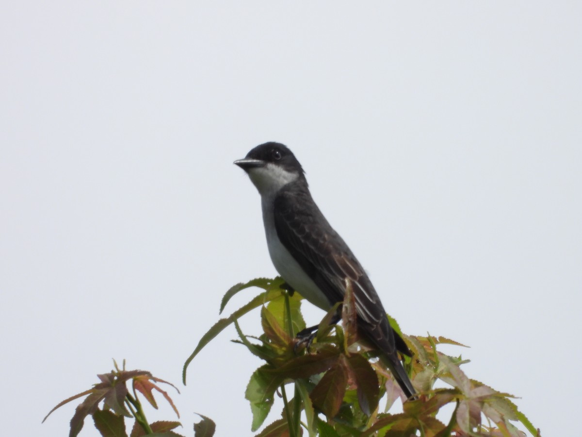 Eastern Kingbird - ML637648419