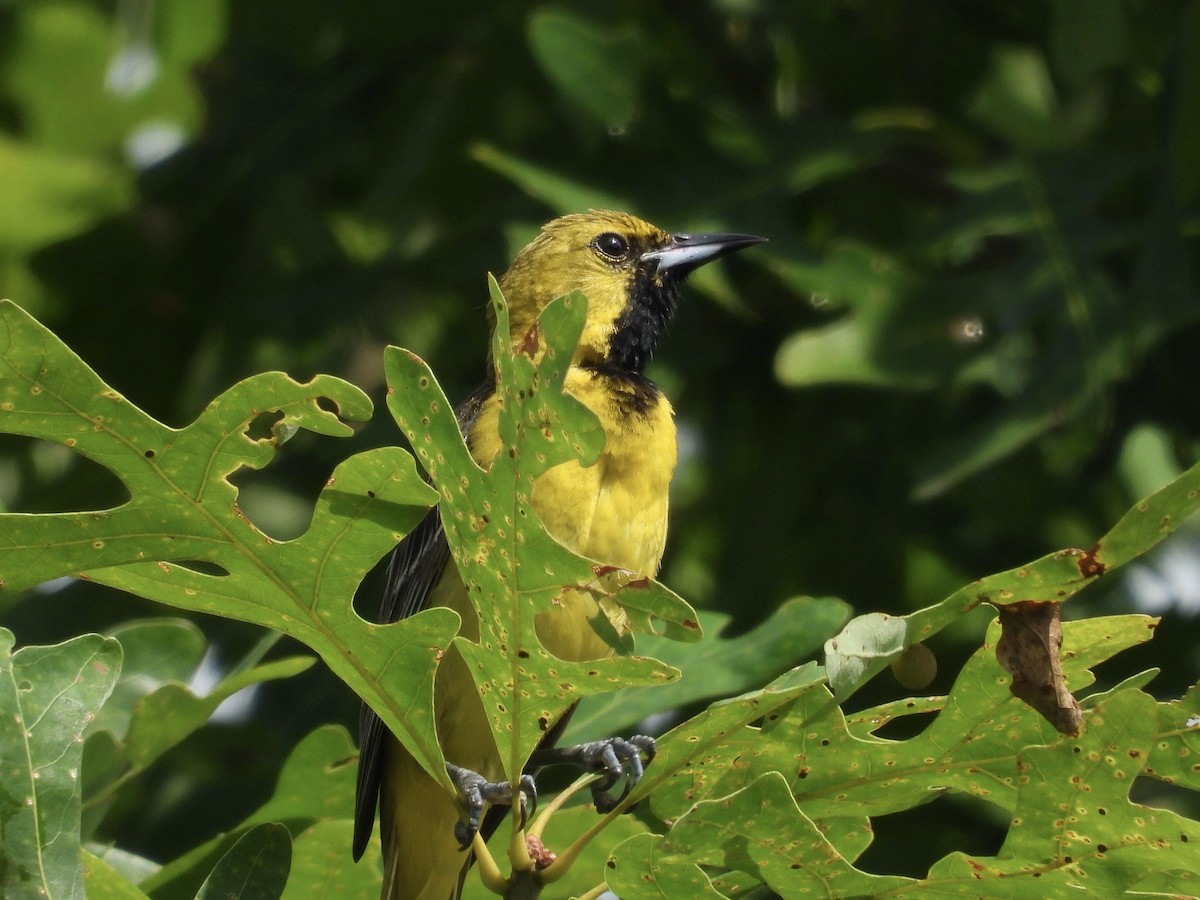 Orchard Oriole - ML637648423