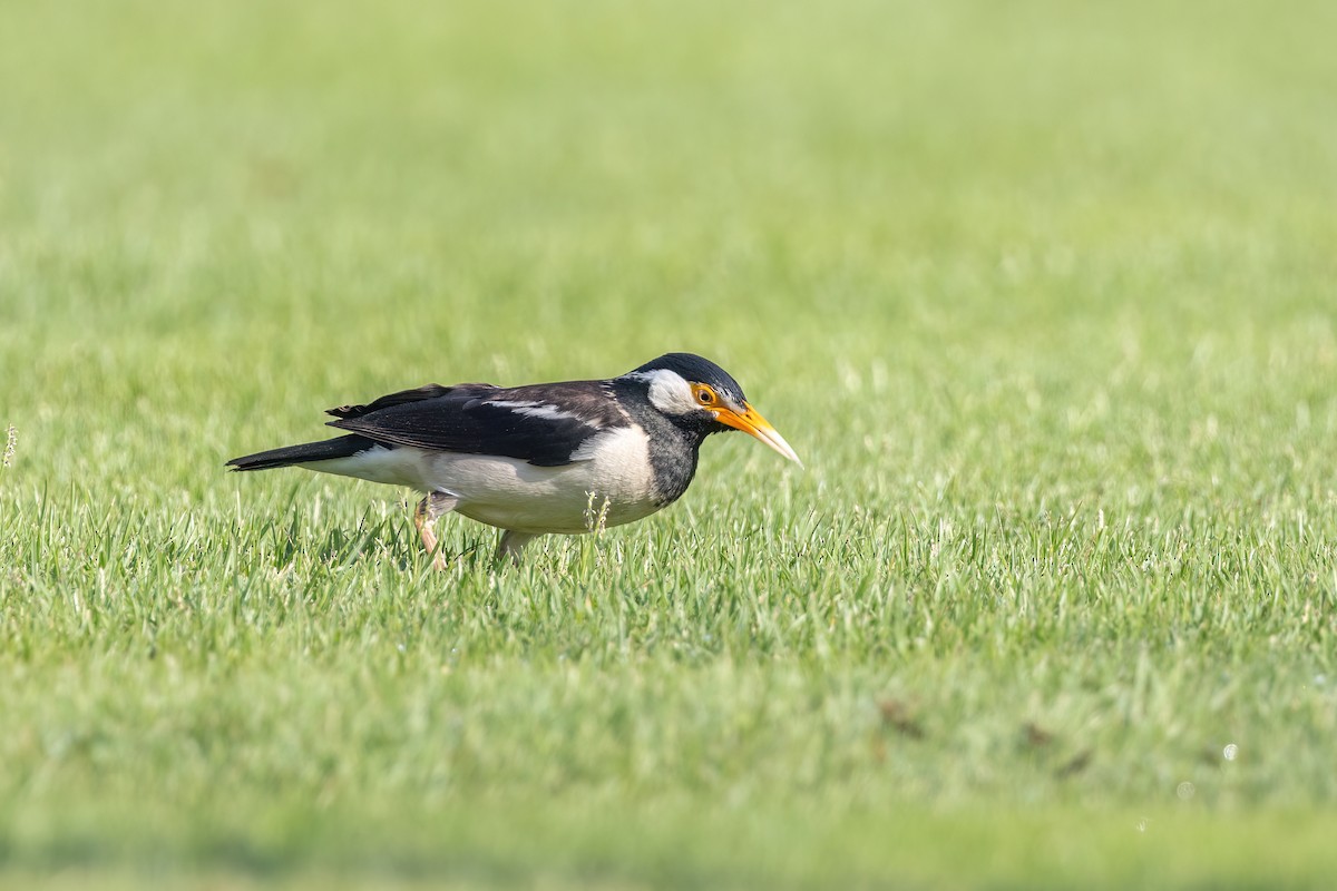 Indian Pied Starling - ML637648429