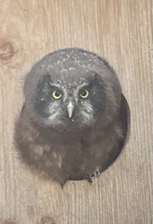 Boreal Owl - ML637648431
