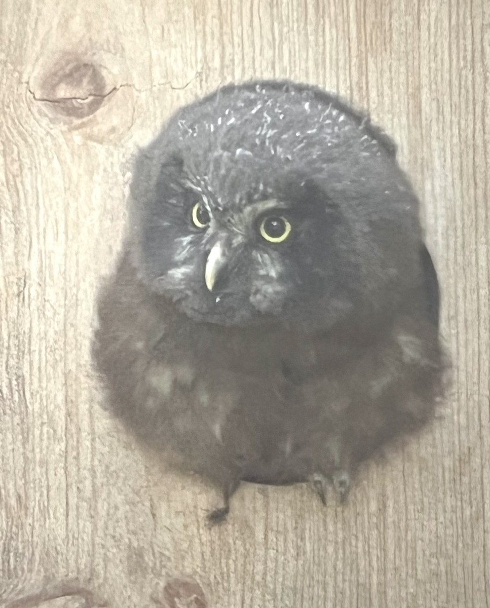 Boreal Owl - ML637648432