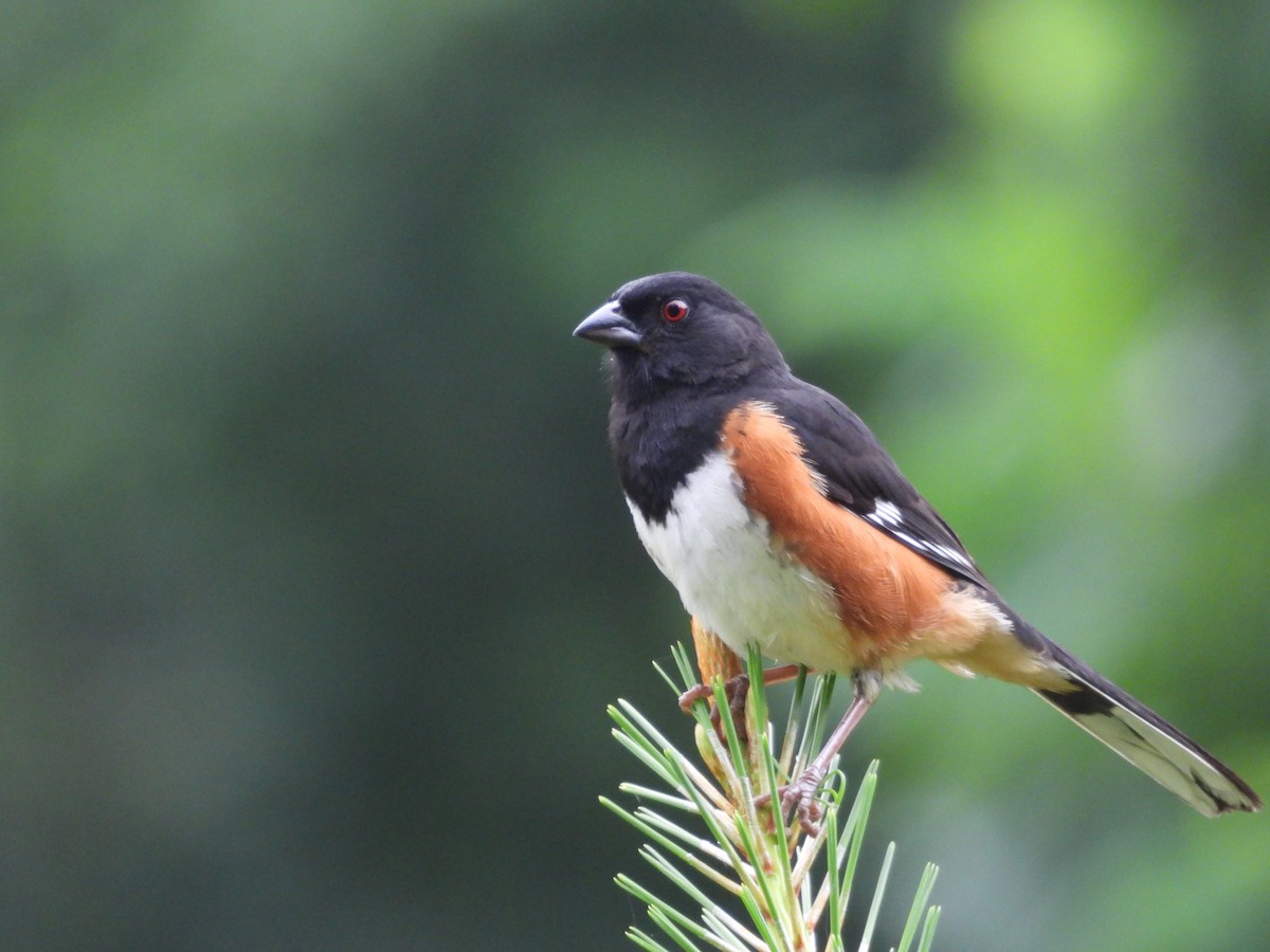 Eastern Towhee - ML637648433