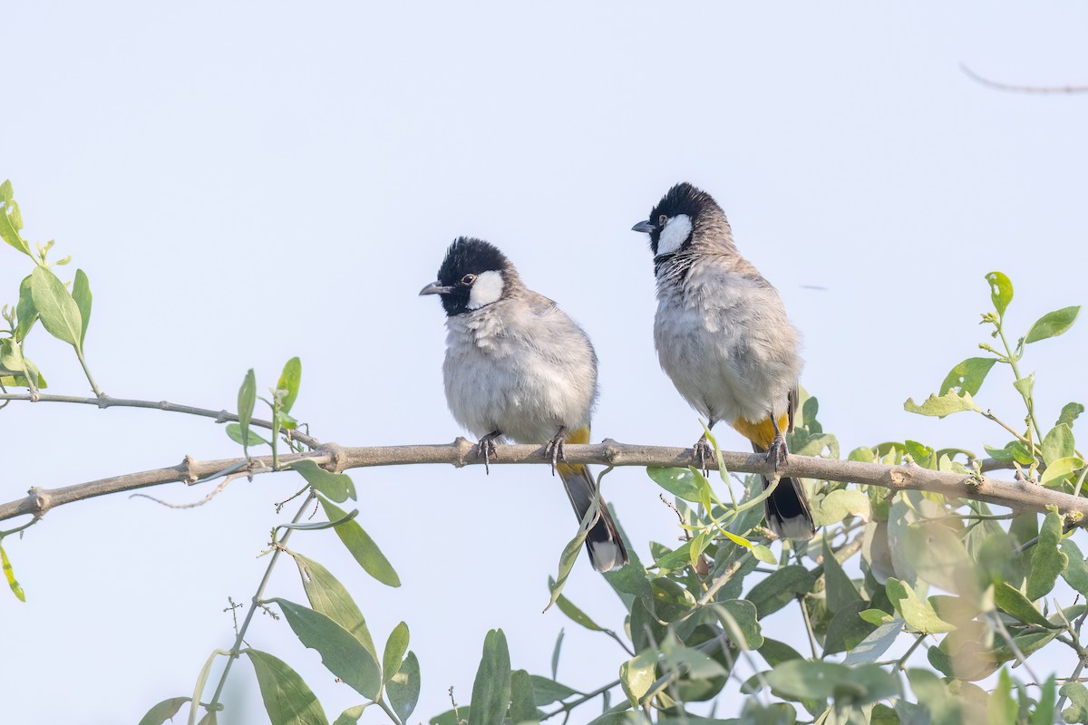 White-eared Bulbul - ML637648436