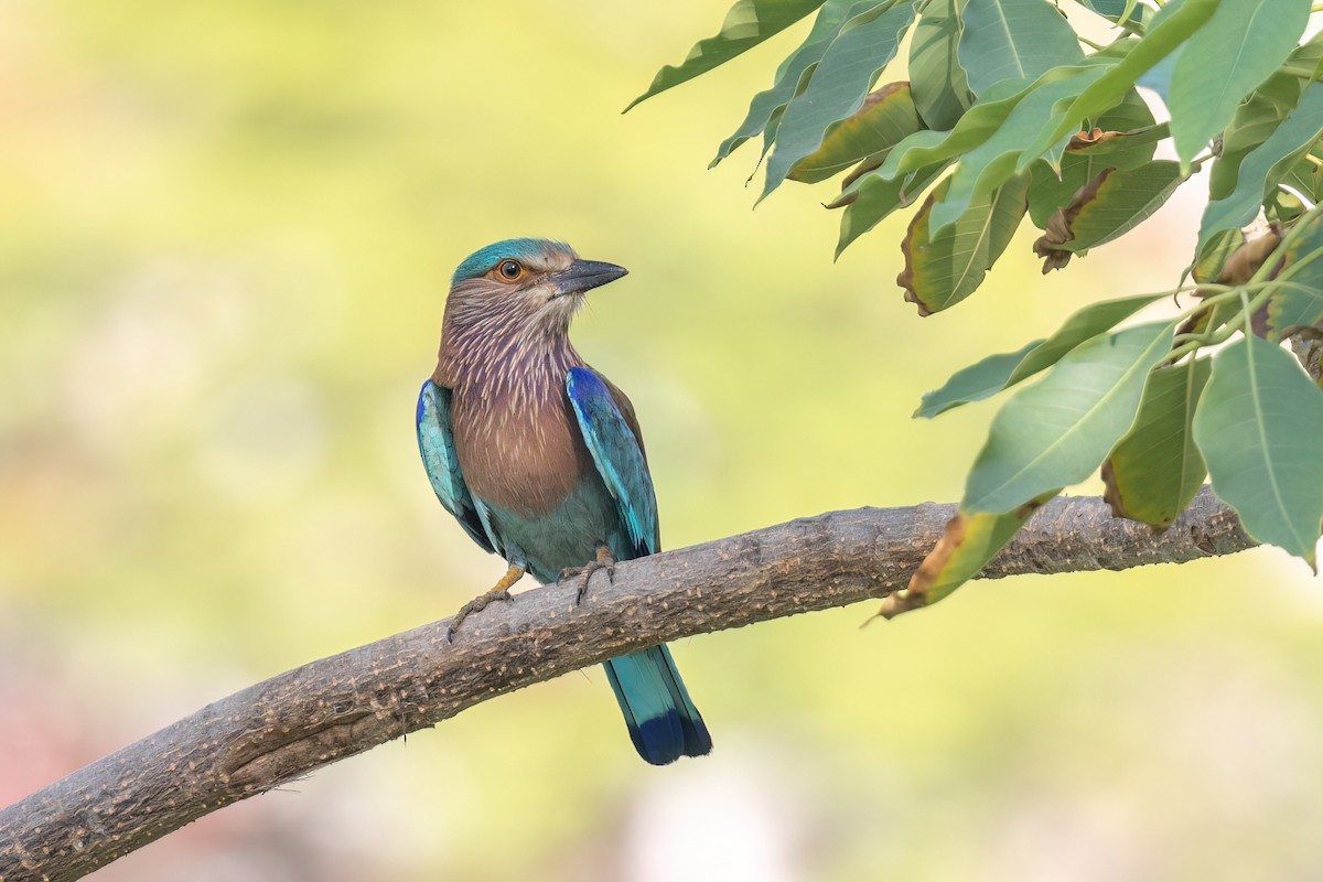 Indian Roller - ML637648445