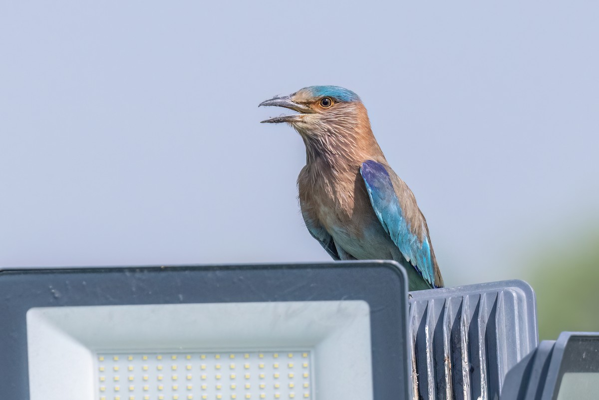 Indian Roller - ML637648446