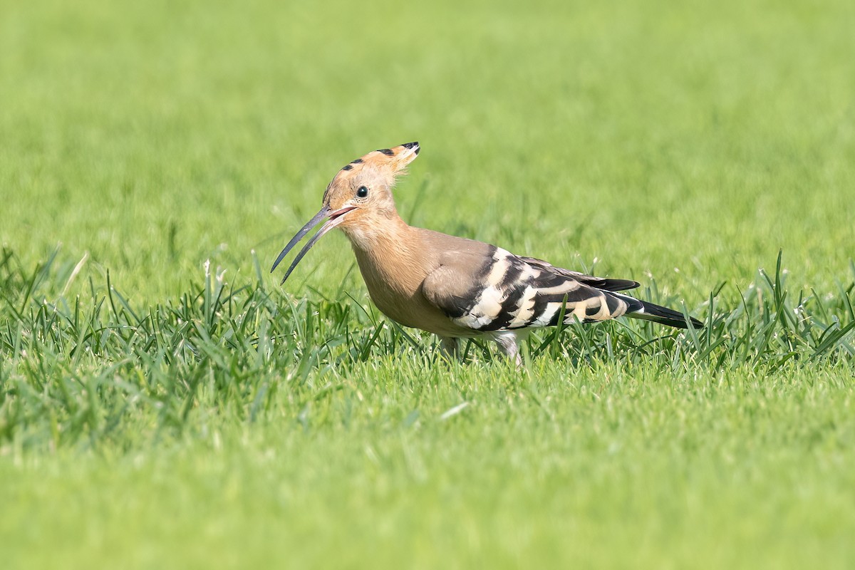 Eurasian Hoopoe - ML637648454