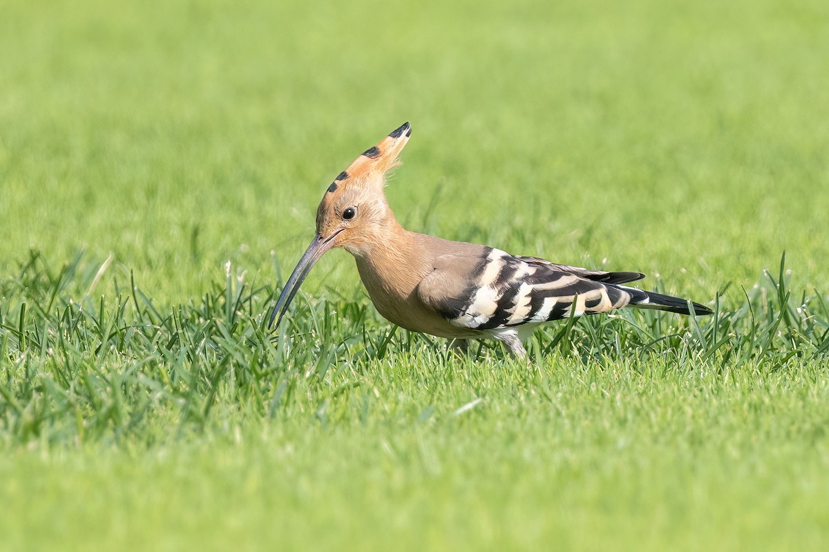 Eurasian Hoopoe - ML637648455