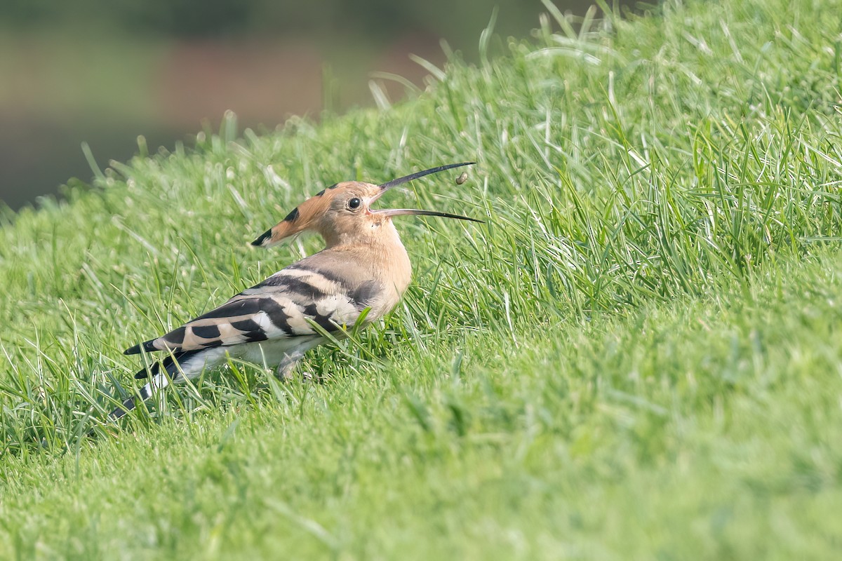 Eurasian Hoopoe - ML637648456