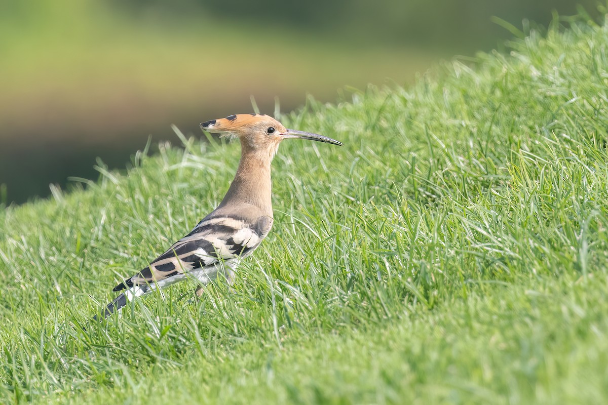 Eurasian Hoopoe - ML637648457