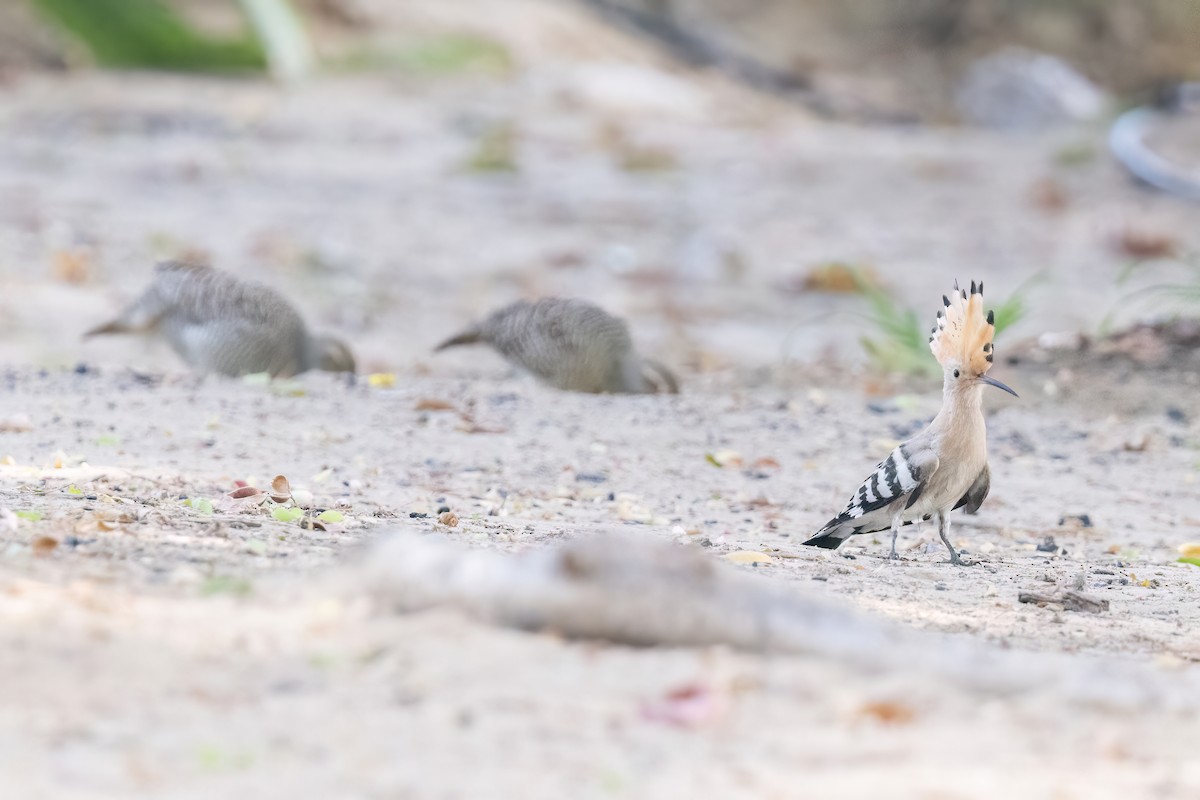 Eurasian Hoopoe - ML637648458