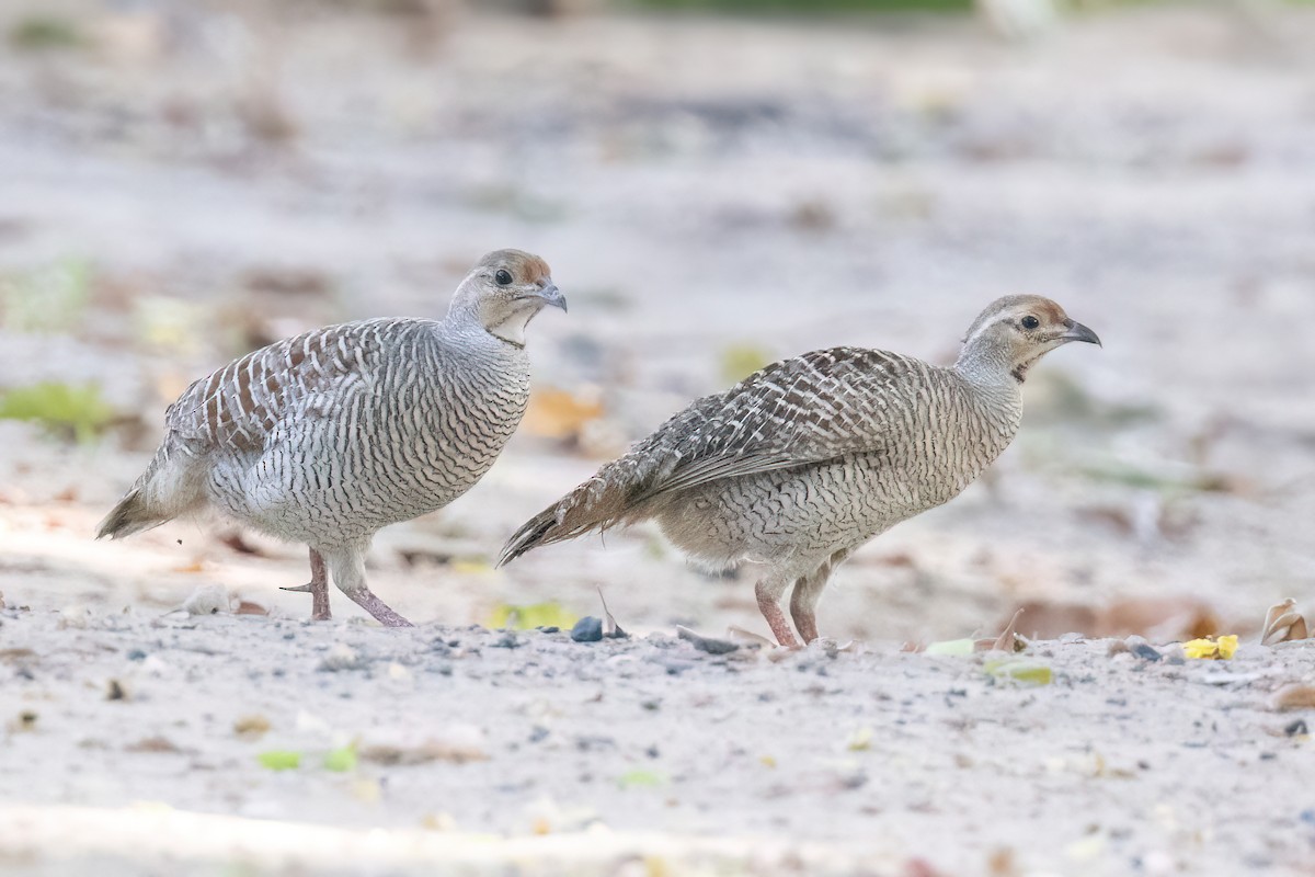 Gray Francolin - ML637648465