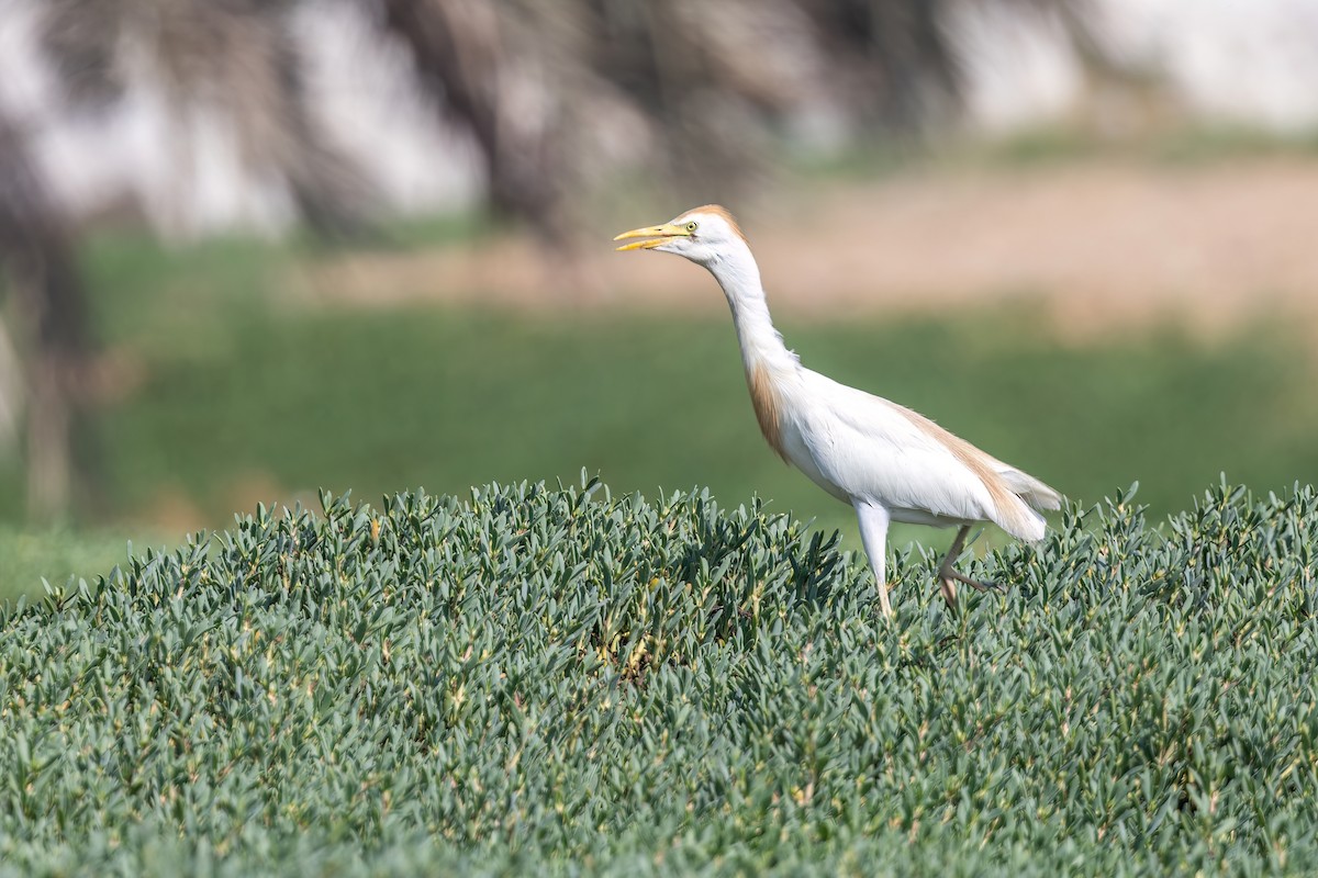 Western Cattle-Egret - ML637648471