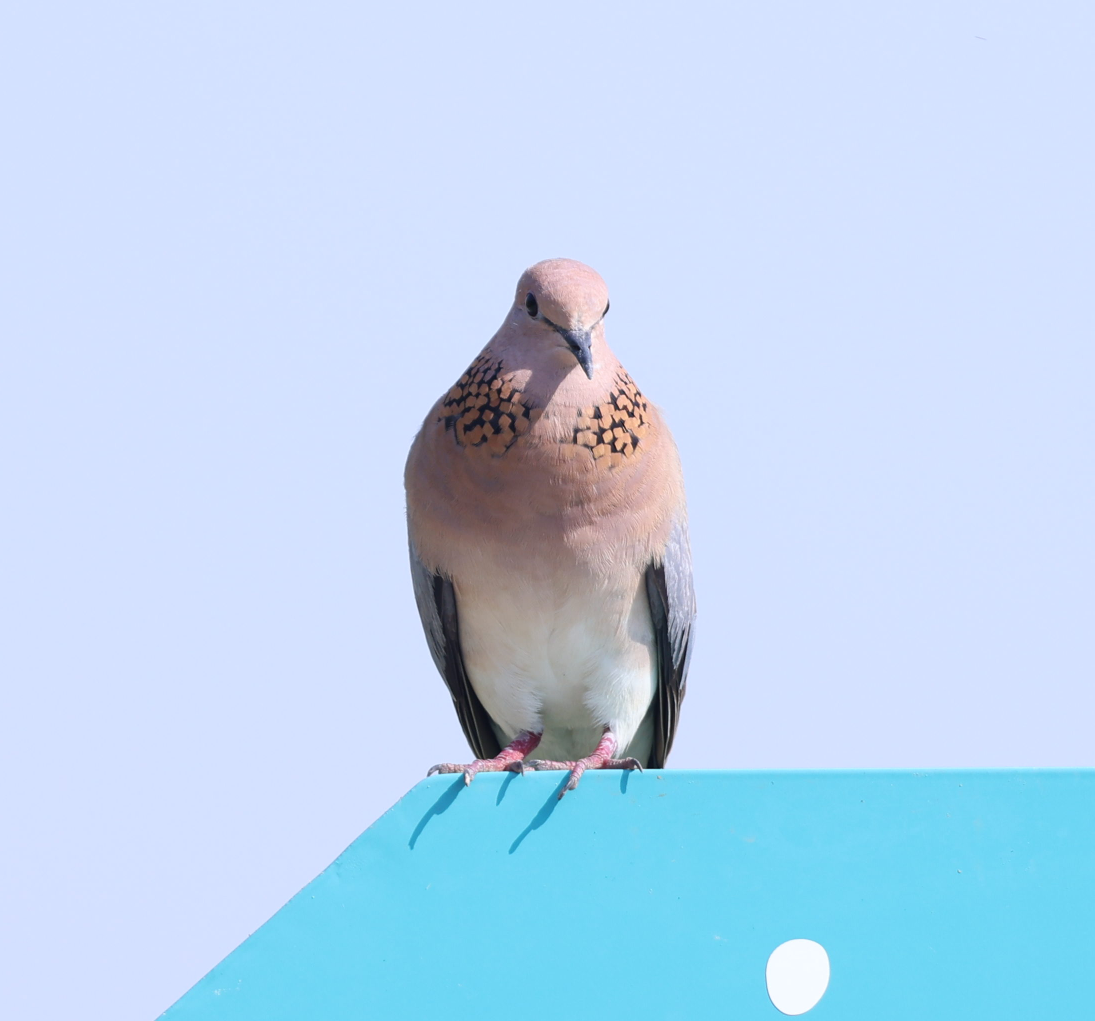 Laughing Dove - ML637648483
