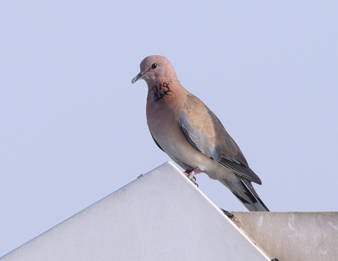 Laughing Dove - ML637648484