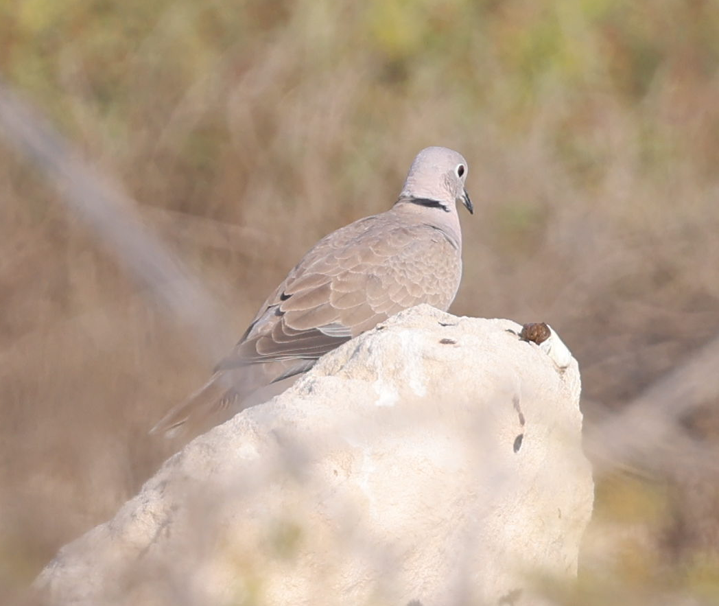 Eurasian Collared-Dove - ML637648487