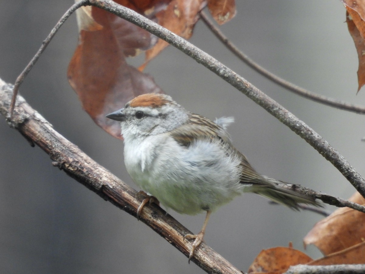 Chipping Sparrow - ML637648488