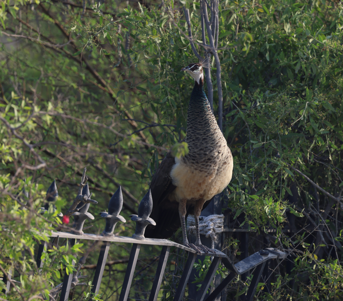 Indian Peafowl - ML637648490