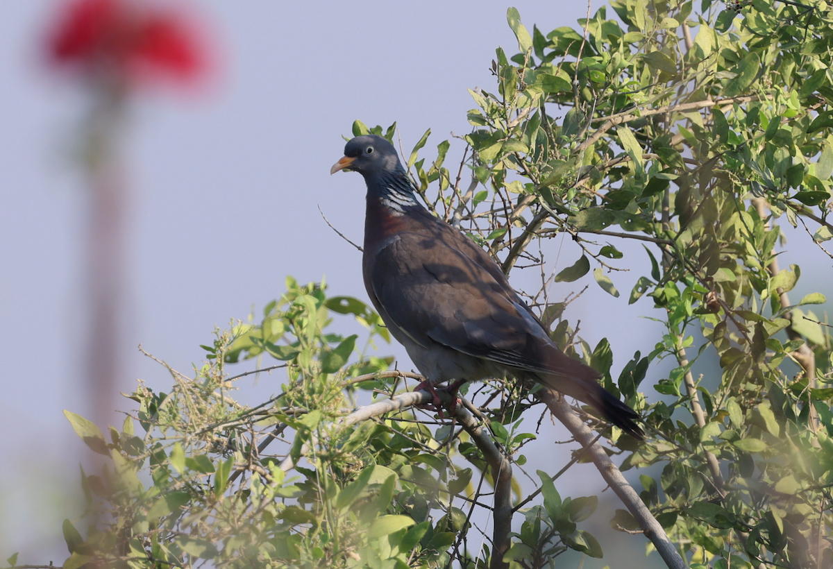 Common Wood-Pigeon - ML637648493