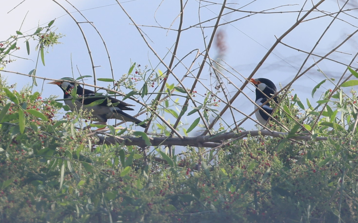 Indian Pied Starling - ML637648499