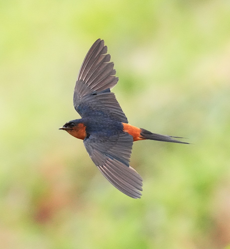 Sri Lanka Swallow - ML637648500