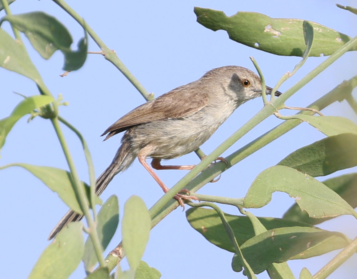 Delicate Prinia - ML637648502