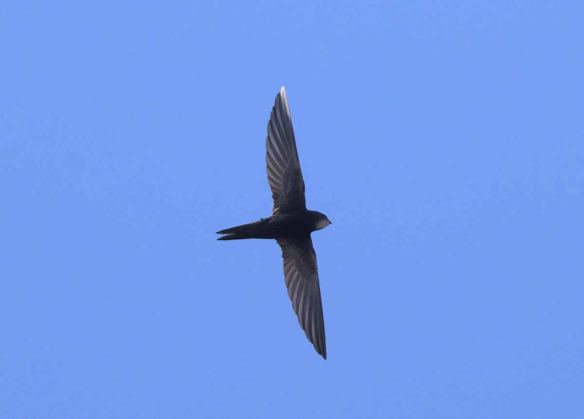 Pallid Swift - ML637648506