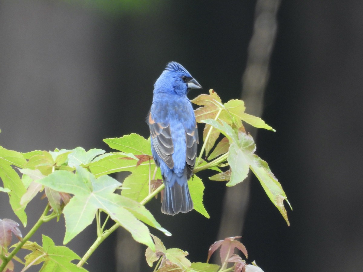 Blue Grosbeak - ML637648514