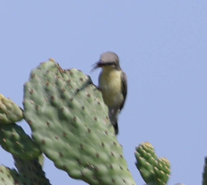 Purple Sunbird - ML637648552