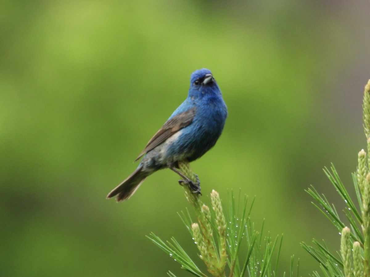 Indigo Bunting - ML637648554