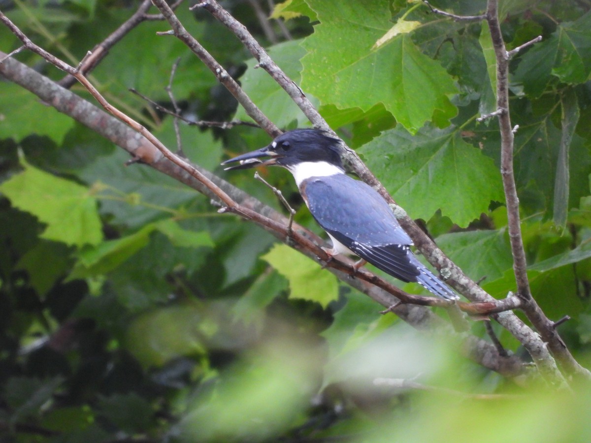 Belted Kingfisher - ML637648591