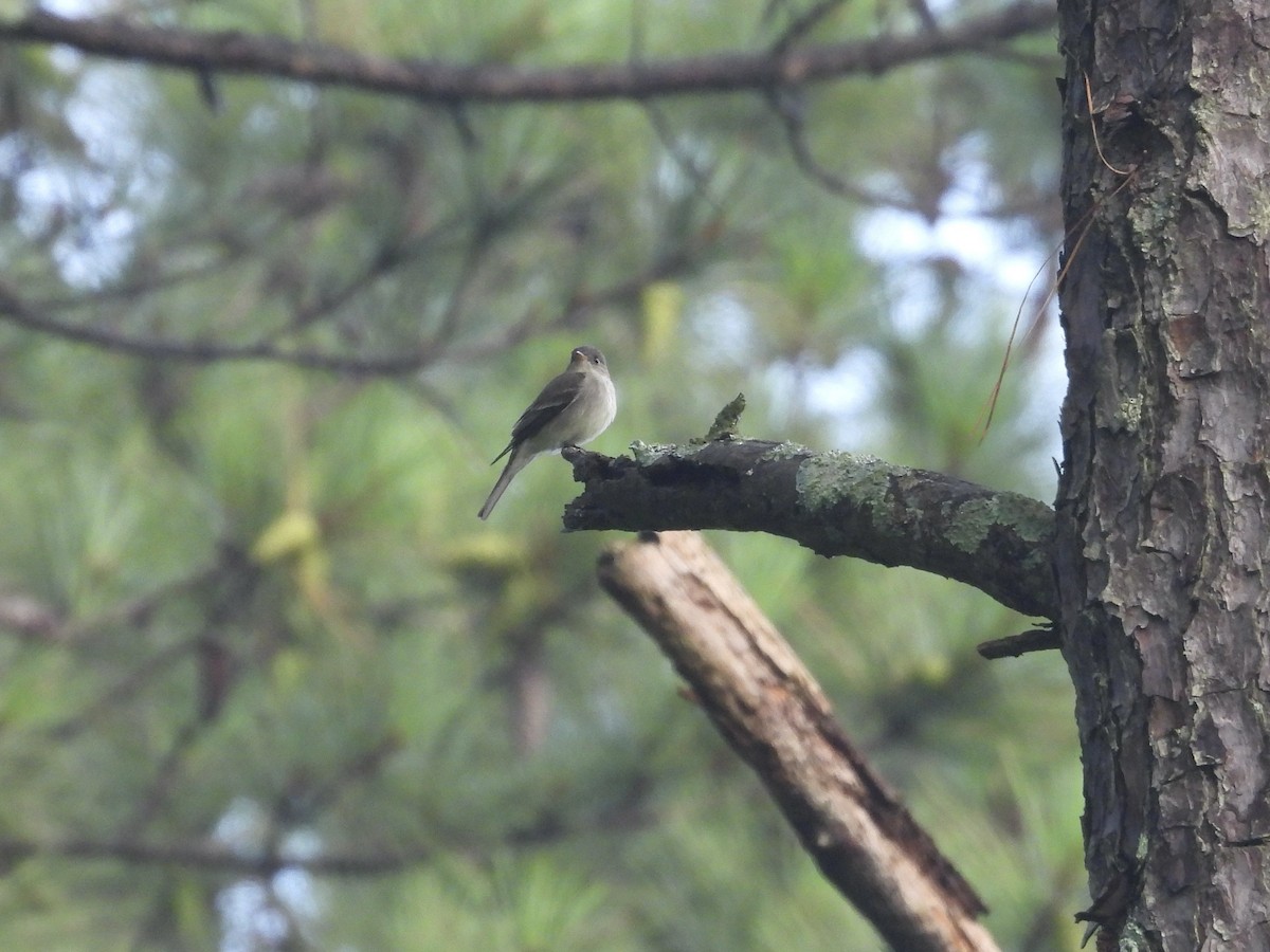 Eastern Wood-Pewee - ML637648628